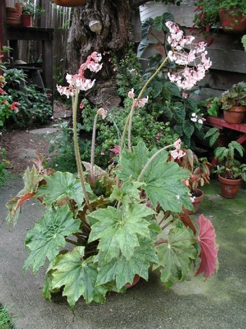B. ‘Ricinifolia’